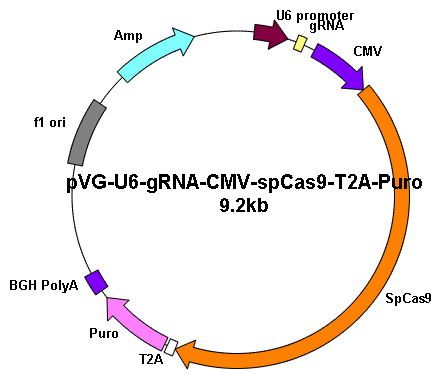 Human MMP14 gRNA pool clone