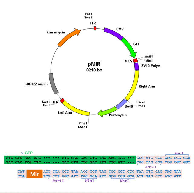 Premade Adenovirus for Human mir29a, 1X10^12 viral particles/ml, 1ml