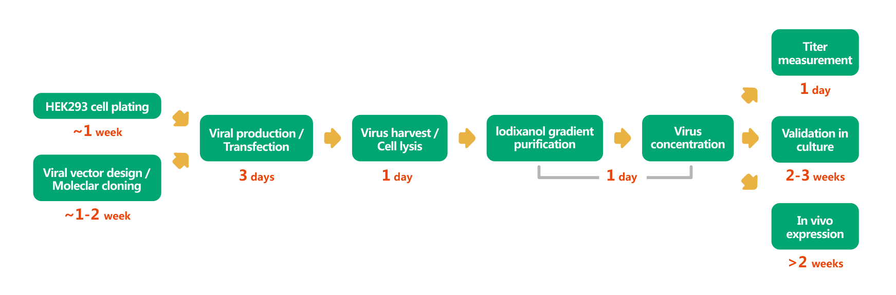 维真生物腺相关病毒（AAV）从质粒构建到病毒包装的合成流程