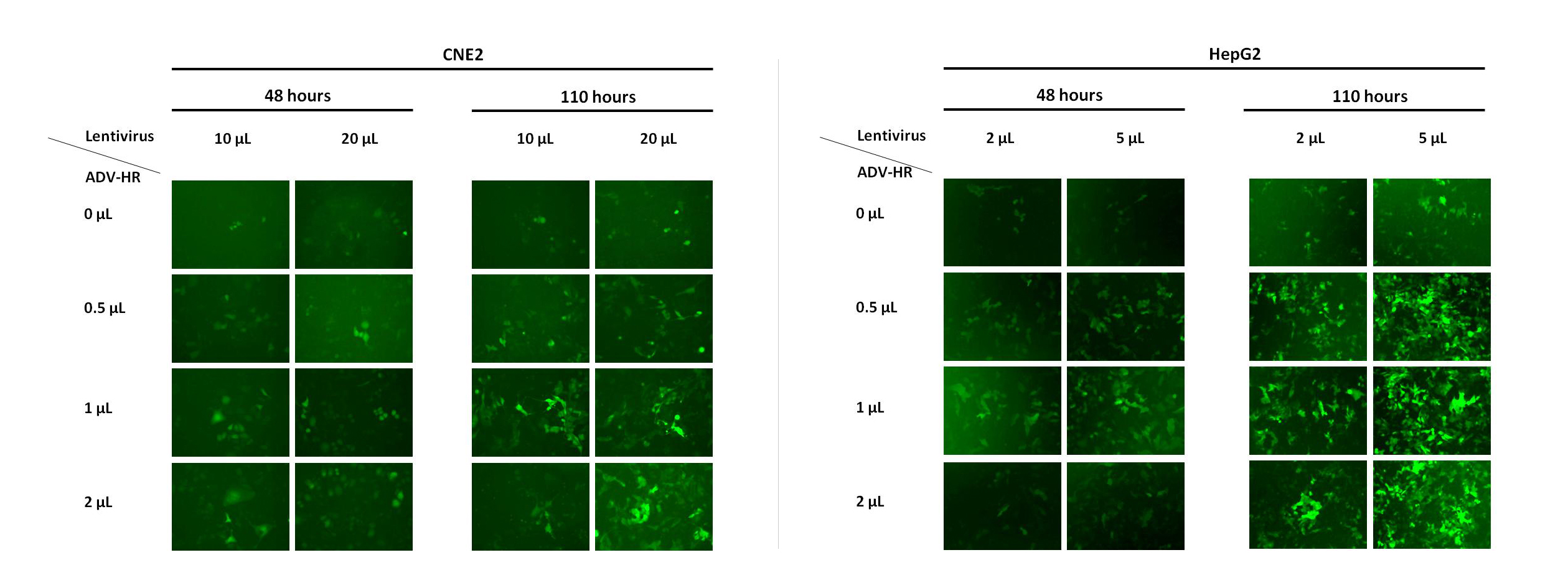 维真生物慢病毒助感染试剂在HepG2和CNE2细胞中的效果图