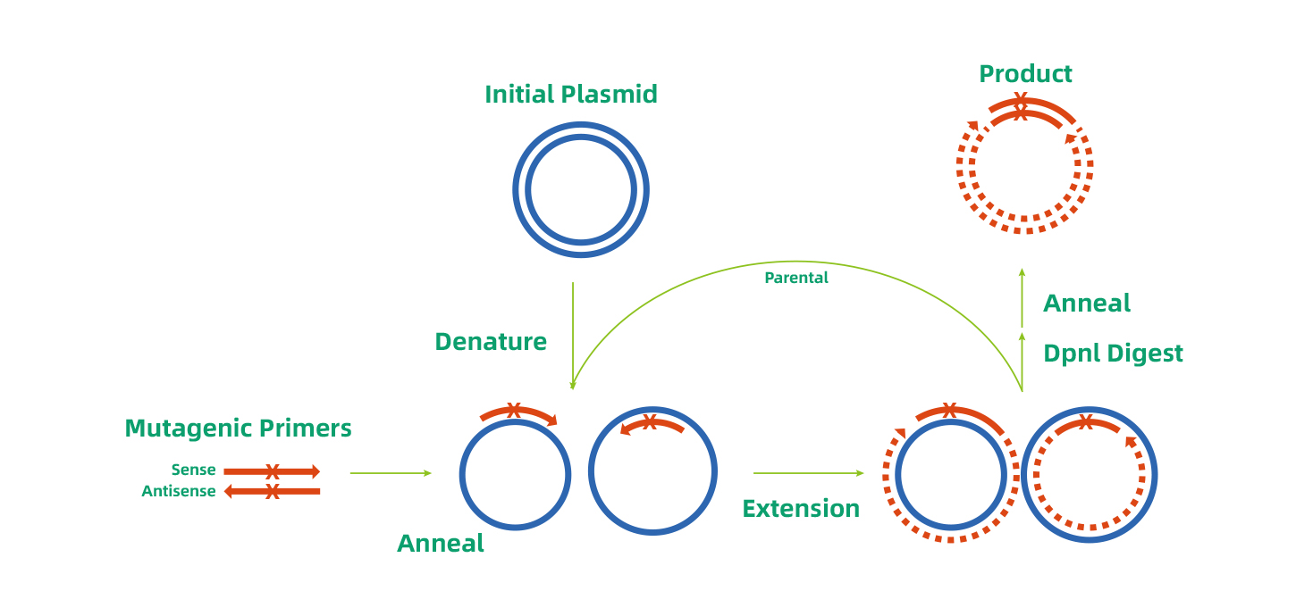 维真生物 ‖ PCR法进行定点突变的流程示意图