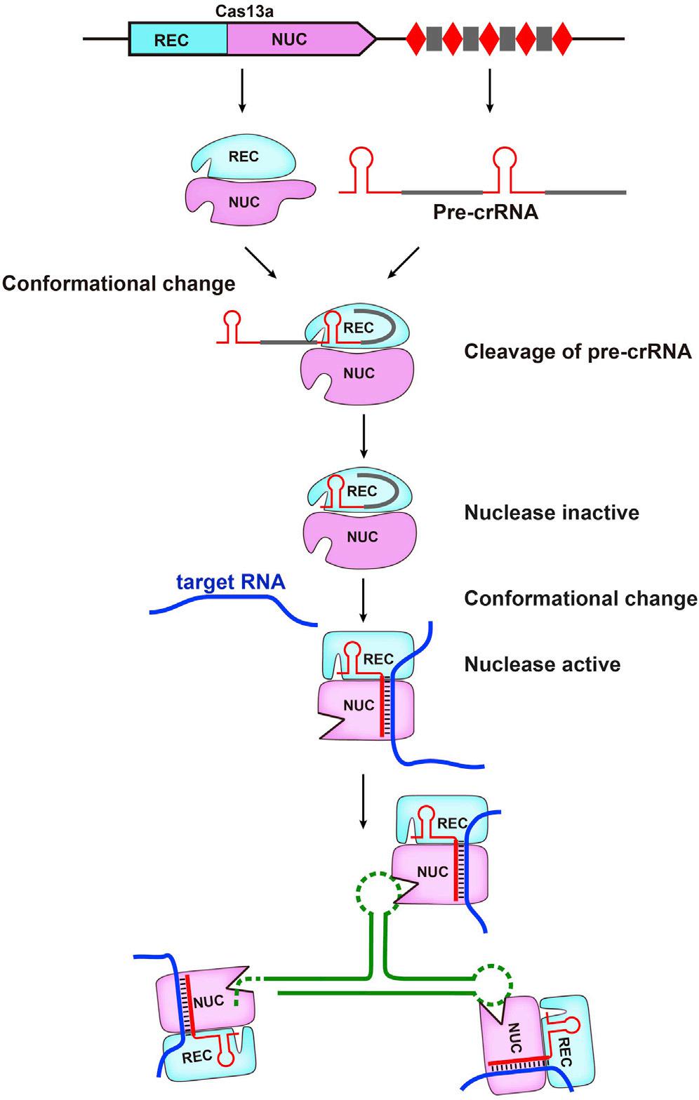 维真生物-CRISPR/Cas13系统作用机制示意图 