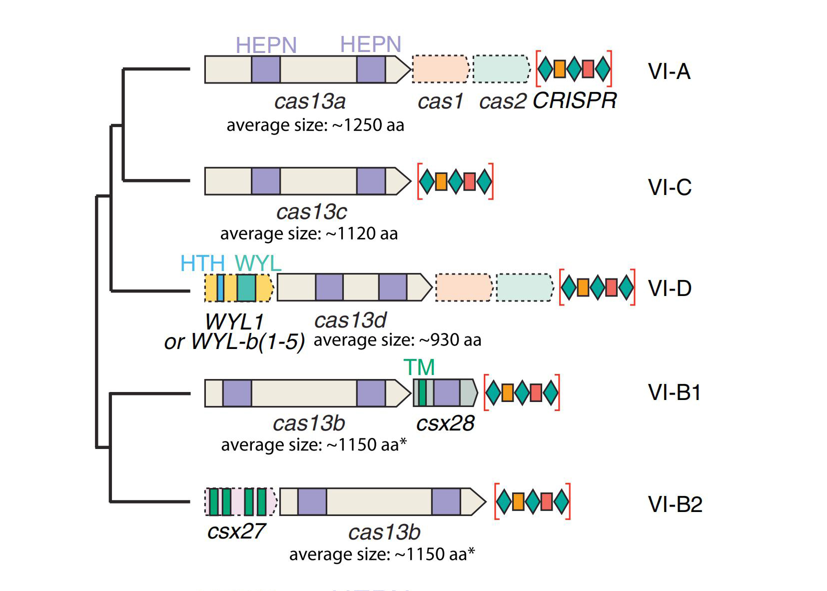 维真生物-CRISPR/Cas系统结构示意图