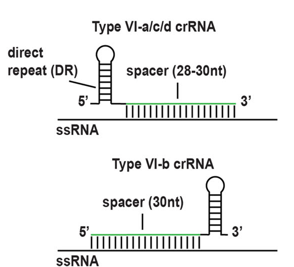 维真生物-四种Cas13亚型对应的crRNAs结构示意图