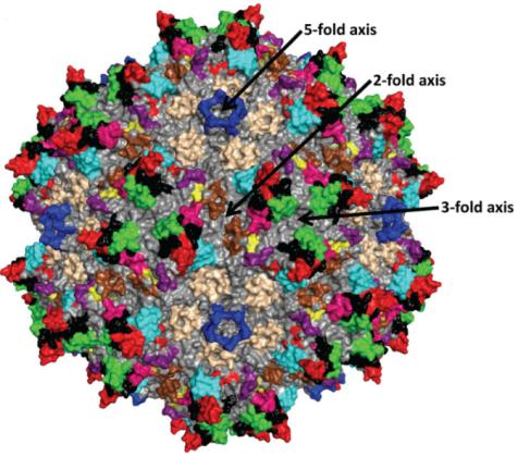 【维真生物-腺相关病毒】图5：由60个VP3装配成的AAV2衣壳的拓扑结构