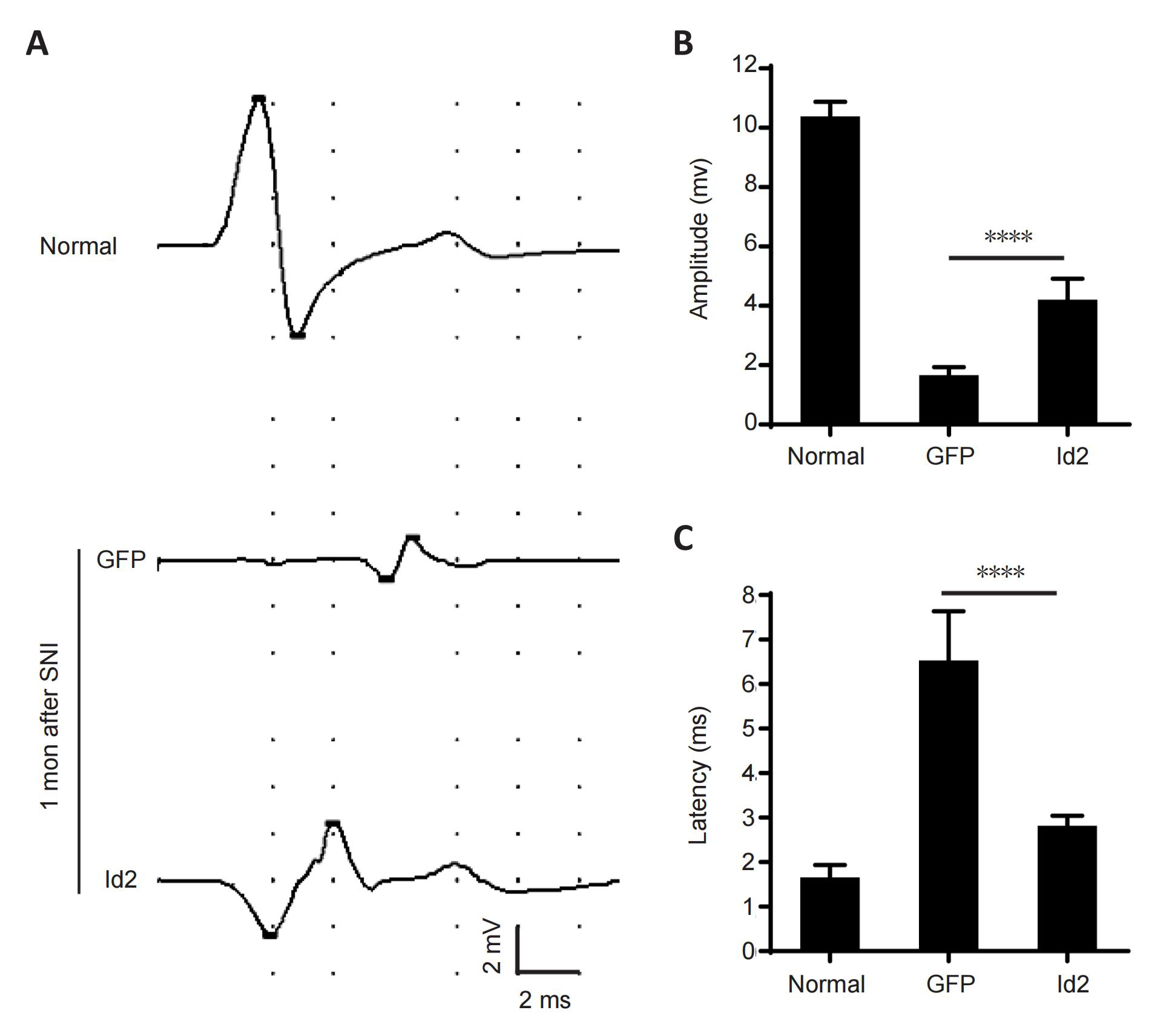  图7. Id2增强了SNI后神经传导和神经肌肉传递的恢复