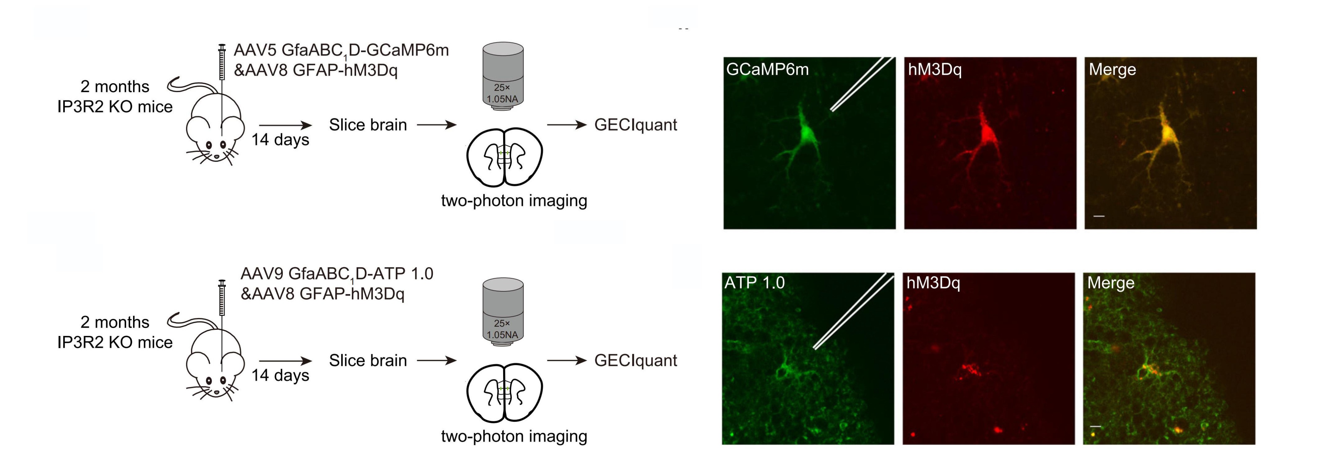 维真生物-IP3R2 KO小鼠星形胶质细胞中ATP水平降低