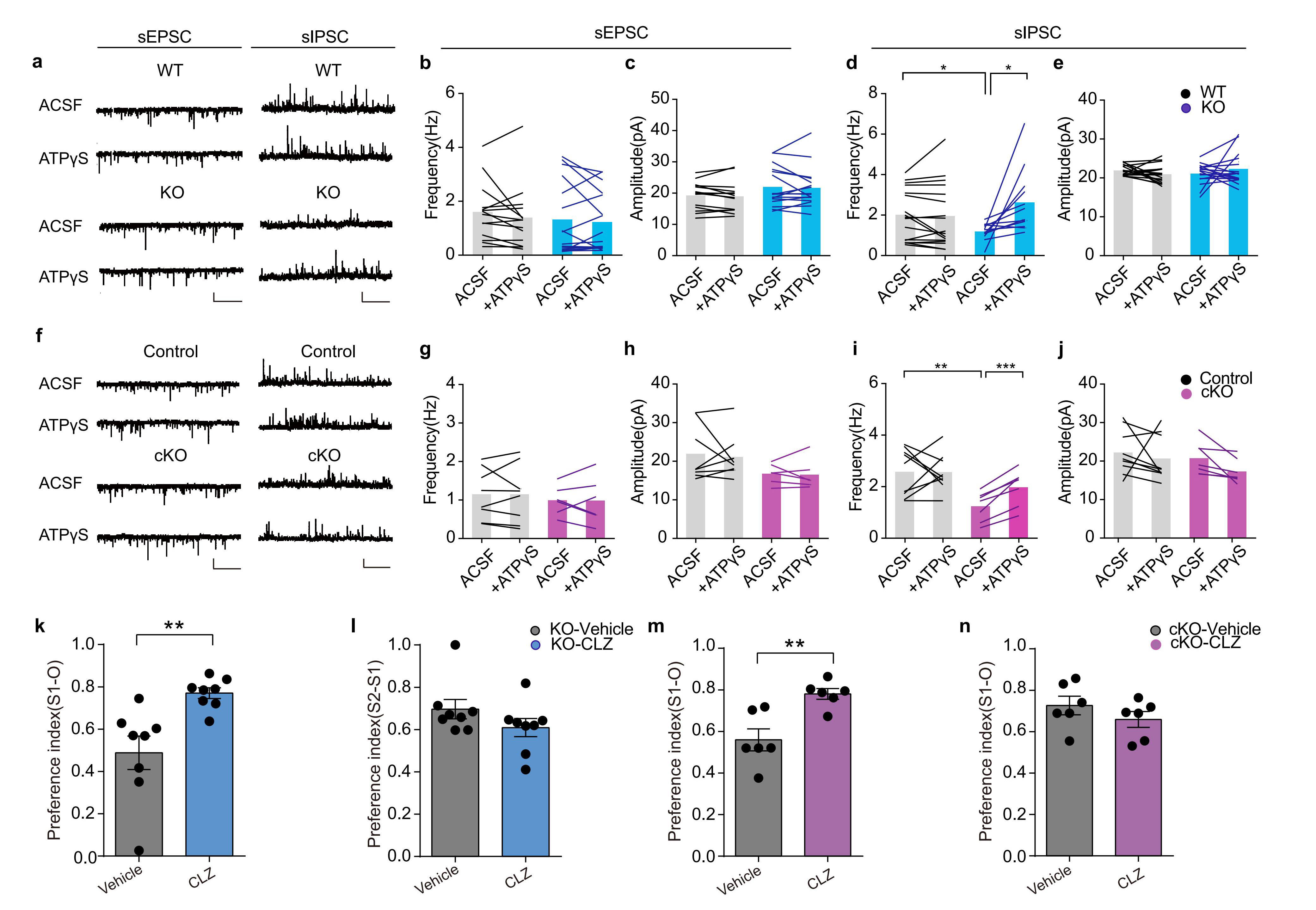 维真生物-IP3R2突变小鼠GABA能神经传递功能受损，并可通过ATP给药恢复