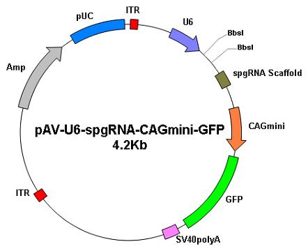 【维真生物】小鼠gRNA pool克隆载体图