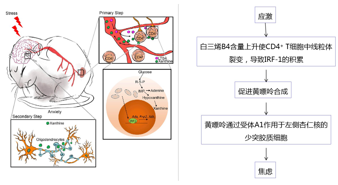 mir30-based shRNA AAV案例-1