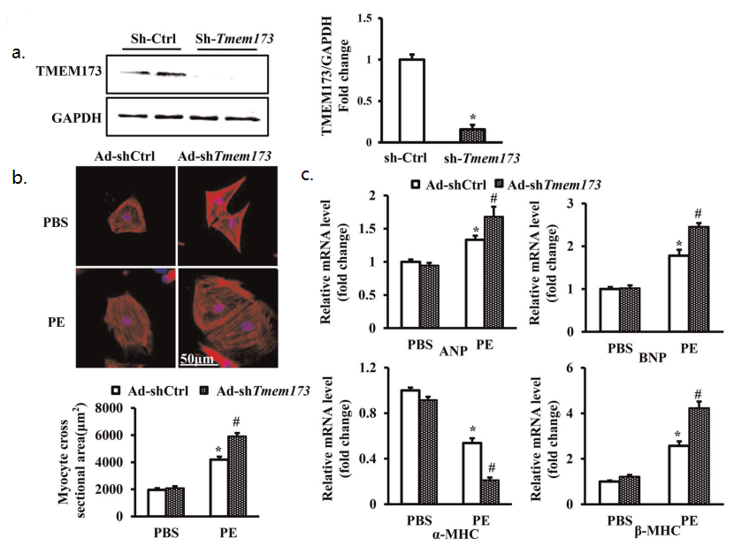 shRNA腺病毒案例