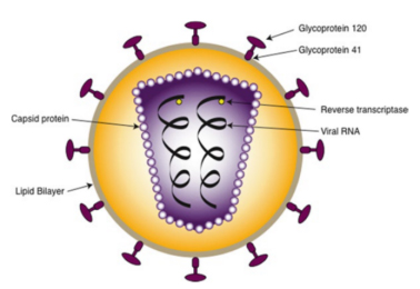 逆转录病毒结构图