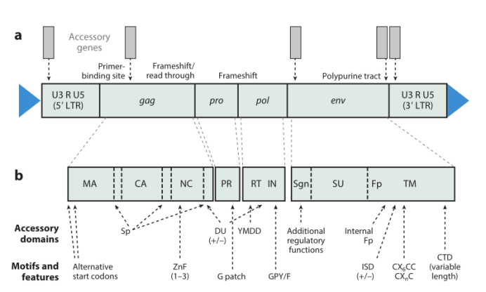 逆转录病毒基因组结构图