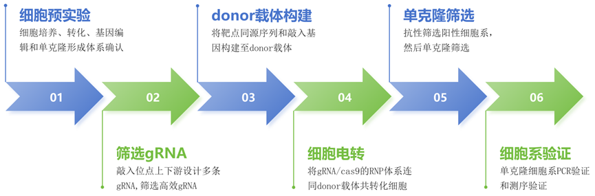维真生物敲入细胞系服务流程