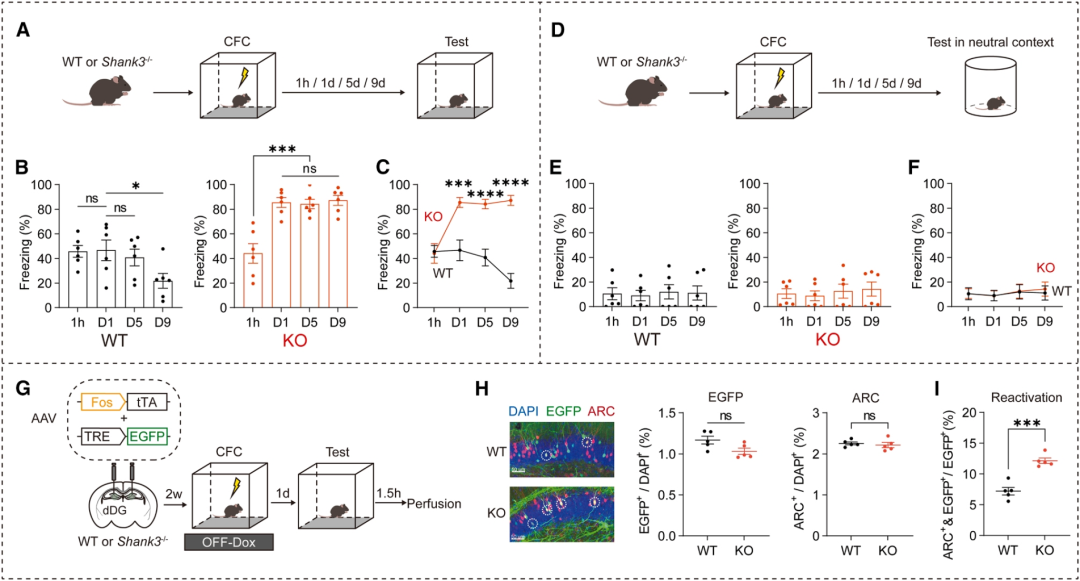 AAV2/9注射小鼠齿状回_图3 Shank3 KO小鼠表现出显著增强且不会衰减的单次电击情境恐惧记忆
