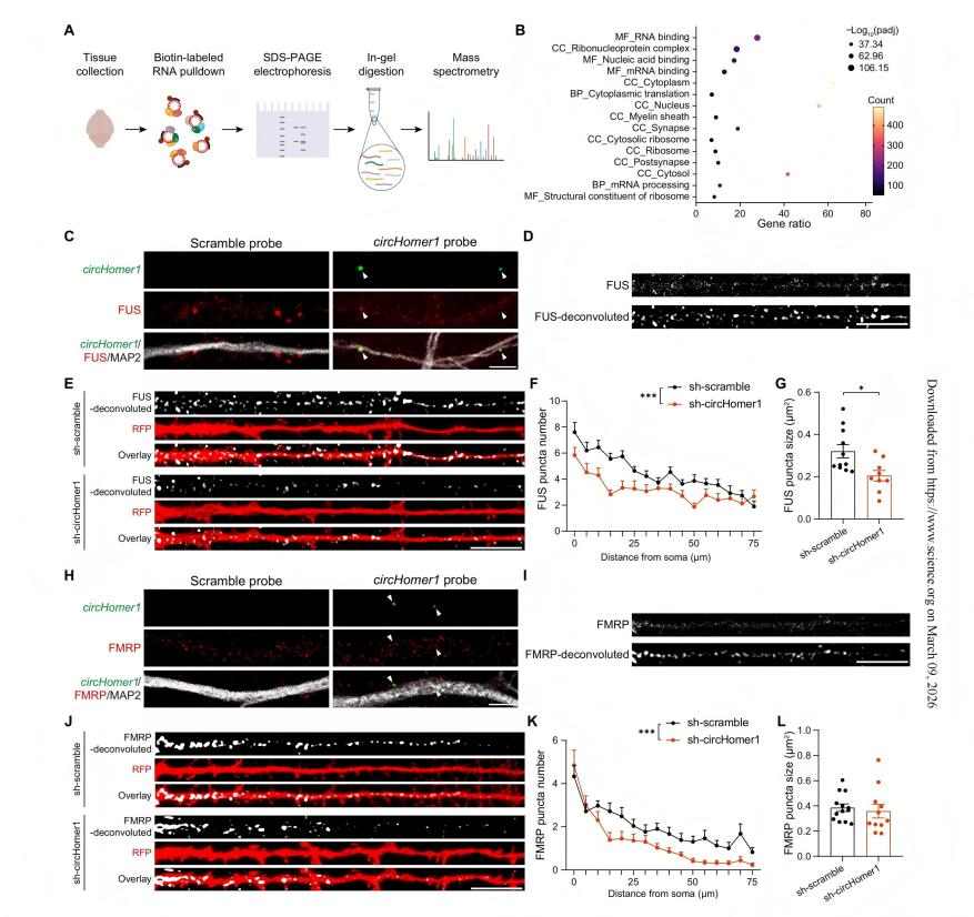 circHomer1调控FUS/FMRP树突分布