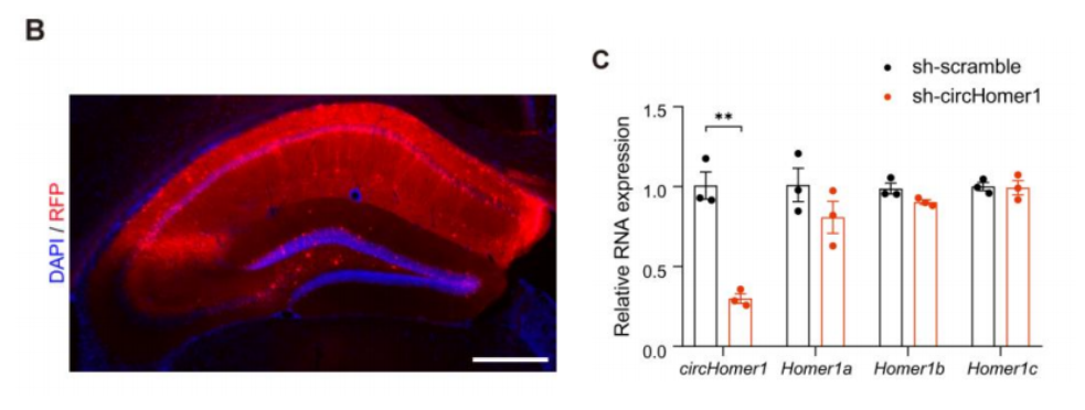 circHomer1介导突触mRNA树突靶向运输