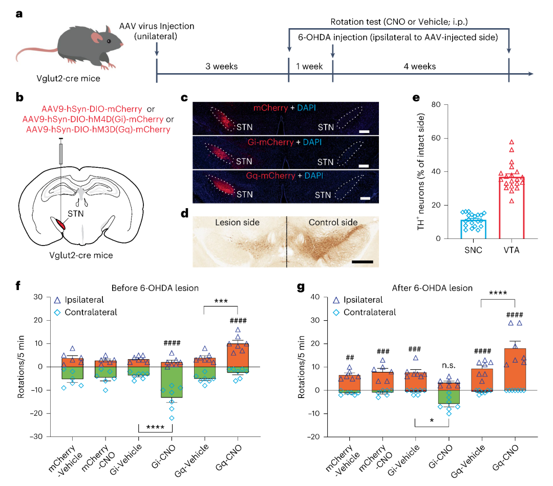 化学遗传学调控STN恢复PD小鼠的运动功能