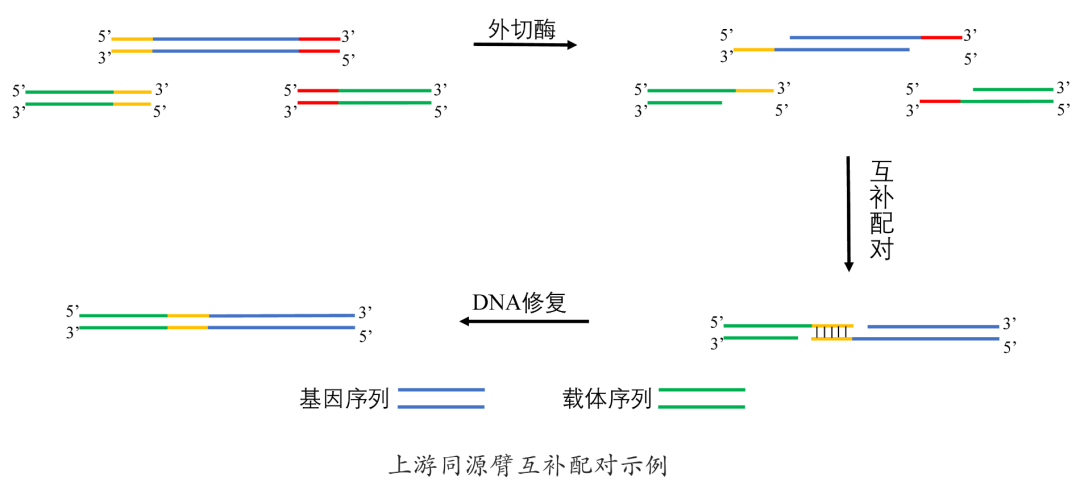 上游同源臂互补配对示例