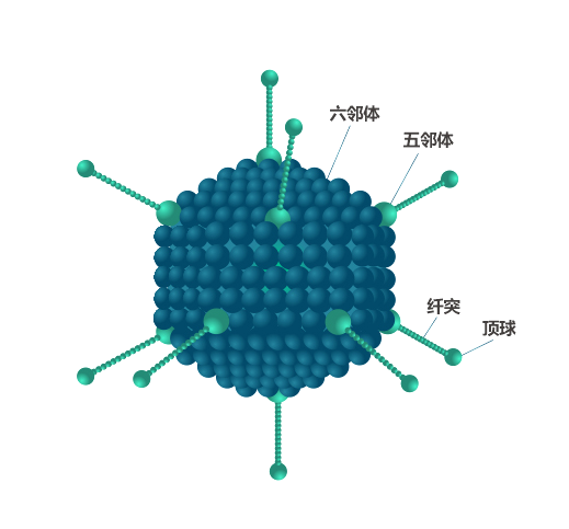 腺病毒颗粒结构示意图-Ad5腺病毒载体