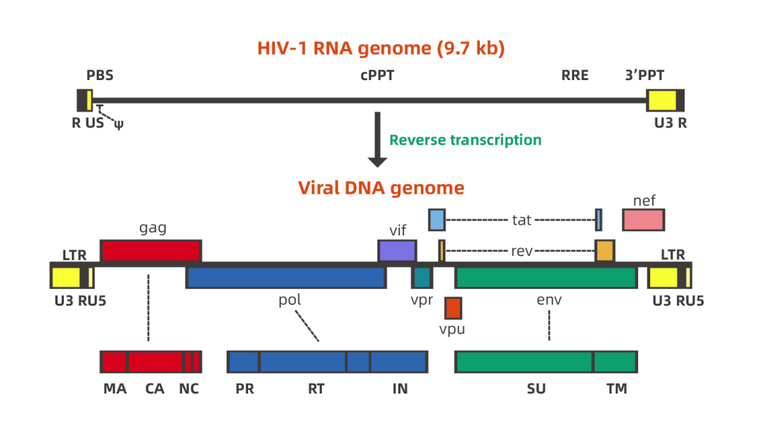 HIV-1基因组结构图-慢病毒载体