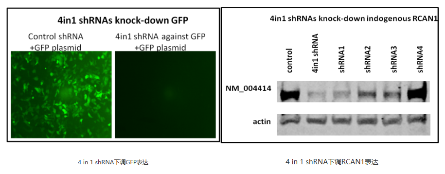 2/3/4in1 shRNA载体图谱